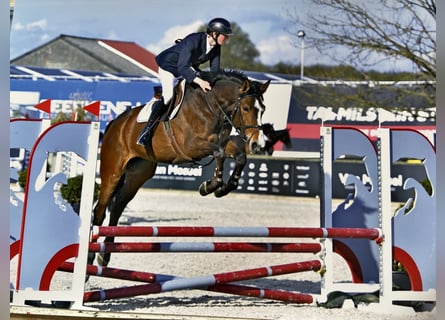 Belgisches Warmblut, Stute, 6 Jahre, 175 cm, Brauner