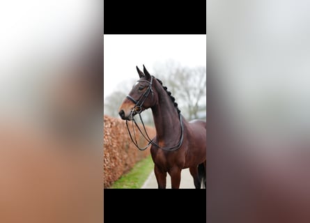 Belgisches Warmblut, Stute, 6 Jahre, 178 cm, Rotbrauner