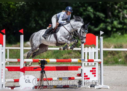 Belgisches Warmblut, Stute, 7 Jahre, 160 cm, Schimmel