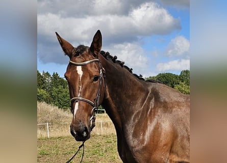 Belgisches Warmblut Mix, Stute, 7 Jahre, 162 cm, Brauner