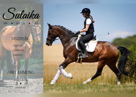 Belgisches Warmblut, Stute, 7 Jahre, 168 cm, Brauner