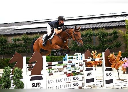 Belgisches Warmblut, Stute, 7 Jahre, 168 cm, Brauner