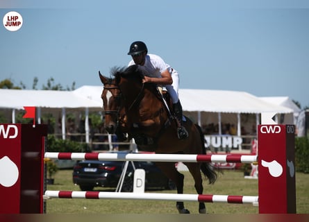 Belgisches Warmblut, Stute, 7 Jahre, 168 cm, Rotbrauner