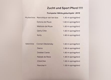 Belgisches Warmblut, Stute, 7 Jahre, 172 cm, Dunkelbrauner