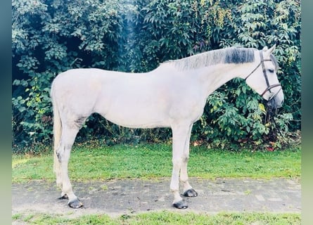 Belgisches Warmblut, Stute, 7 Jahre, 176 cm, Schimmel