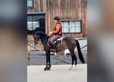 Belgisches Warmblut, Stute, 8 Jahre, 143 cm, Schwarzbrauner