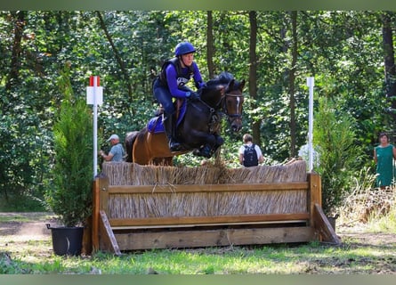 Belgisches Warmblut, Stute, 8 Jahre, 143 cm, Schwarzbrauner
