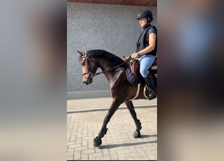 Belgisches Warmblut, Stute, 8 Jahre, 143 cm, Schwarzbrauner