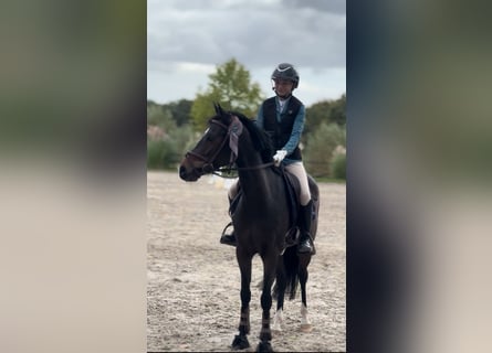 Belgisches Warmblut, Stute, 8 Jahre, 144 cm, Schwarzbrauner
