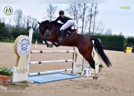 Belgisches Warmblut, Stute, 8 Jahre, 163 cm, Brauner