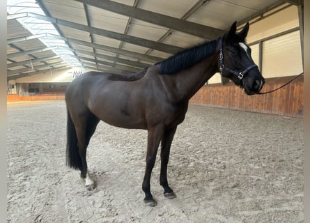Belgisches Warmblut, Stute, 8 Jahre, 167 cm, Dunkelbrauner