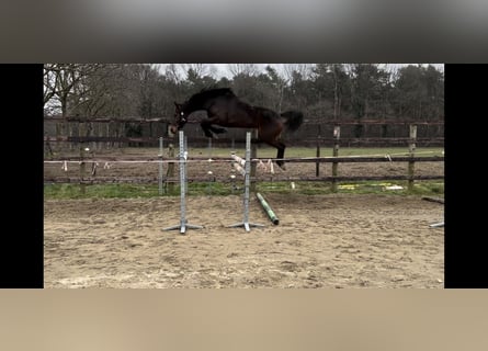 Belgisches Warmblut, Stute, 8 Jahre, 167 cm, Dunkelbrauner