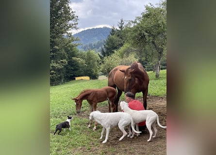 Belgisches Warmblut, Stute, 8 Jahre