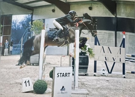 Belgisches Warmblut, Stute, 9 Jahre, 144 cm, Schwarzbrauner