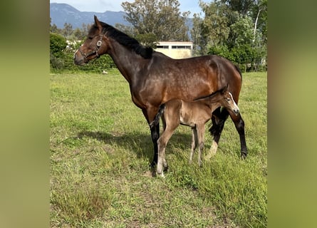 Belgisches Warmblut, Stute, 9 Jahre, 168 cm, Rotbrauner