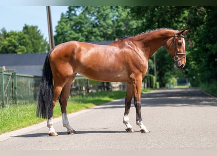 Belgisches Warmblut, Stute, 9 Jahre, 168 cm