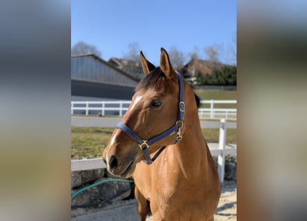 Belgisches Warmblut, Stute, 9 Jahre, 172 cm, Brauner