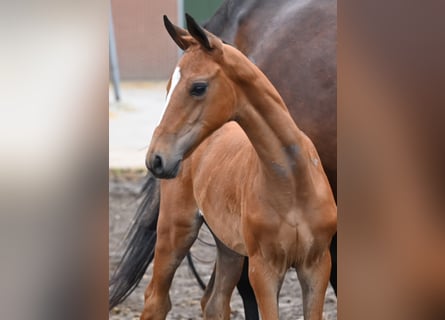 Belgisches Warmblut, Stute, Fohlen (01/2026), Brauner
