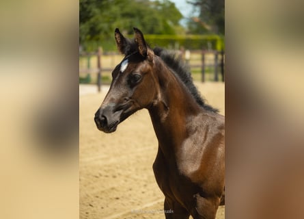 Belgisches Warmblut, Stute, Fohlen (05/2026), Dunkelbrauner