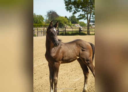 Belgisches Warmblut, Stute, Fohlen (05/2026), Dunkelbrauner