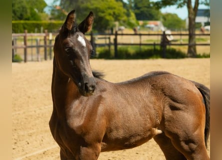Belgisches Warmblut, Stute, Fohlen (05/2026), Dunkelbrauner