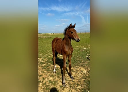 Belgisches Warmblut, Stute, , Dunkelbrauner