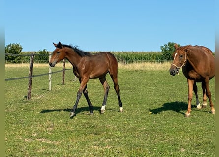 Belgisches Warmblut, Stute, Fohlen (03/2025), Dunkelbrauner