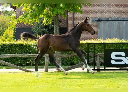Belgisches Warmblut, Stute, Fohlen (05/2025), Dunkelbrauner
