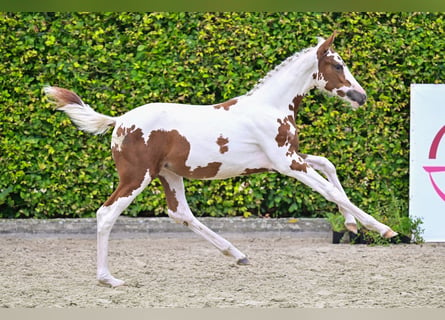 Belgisches Warmblut, Stute, Fohlen (05/2024)