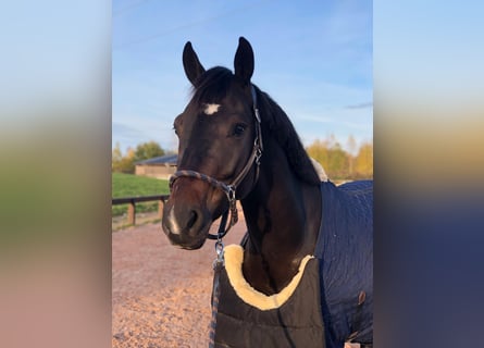 Belgisches Warmblut, Wallach, 10 Jahre, 164 cm, Dunkelbrauner