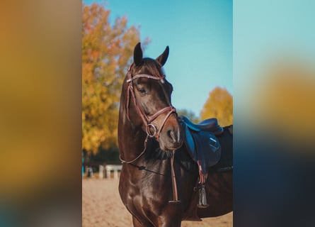 Belgisches Warmblut, Wallach, 10 Jahre, 165 cm, Dunkelbrauner