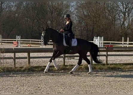 Belgisches Warmblut, Wallach, 10 Jahre, 167 cm, Rappe