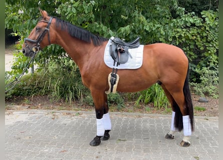 Belgisches Warmblut, Wallach, 10 Jahre, 170 cm, Brauner