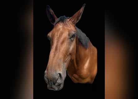 Belgisches Warmblut, Wallach, 10 Jahre, 170 cm, Brauner