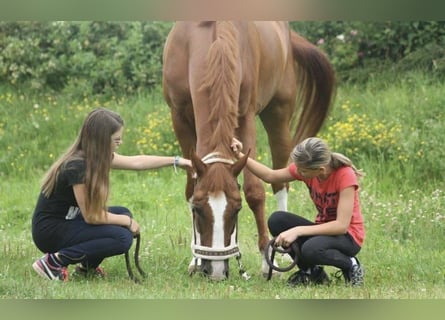Belgisches Warmblut, Wallach, 10 Jahre, 170 cm, Rappe