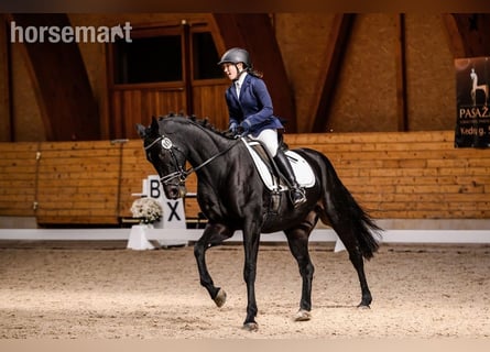 Belgisches Warmblut, Wallach, 11 Jahre, 165 cm, Rappe