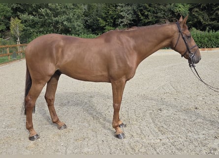 Belgisches Warmblut, Wallach, 12 Jahre, 175 cm, Fuchs