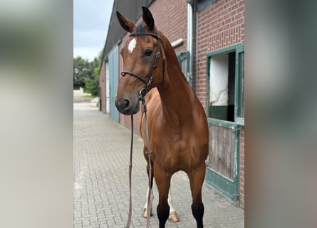 Belgisches Warmblut, Wallach, 13 Jahre, 178 cm, Brauner