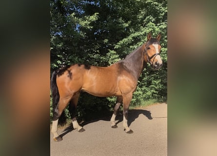 Belgisches Warmblut, Wallach, 14 Jahre, 170 cm, Dunkelbrauner