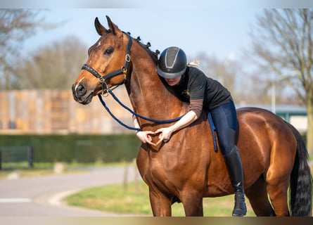 Belgisches Warmblut Mix, Wallach, 15 Jahre, 166 cm, Brauner