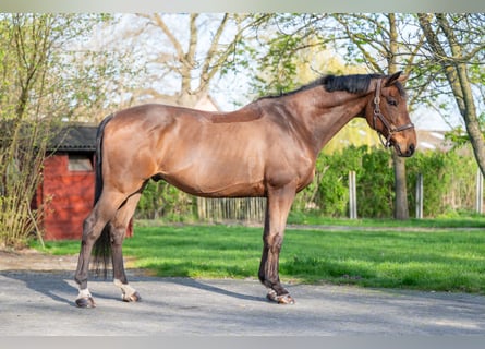 Belgisches Warmblut, Wallach, 15 Jahre, 166 cm