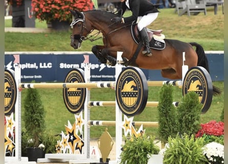 Belgisches Warmblut, Wallach, 15 Jahre, Rotbrauner