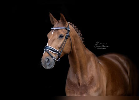 Belgisches Warmblut, Wallach, 17 Jahre, 172 cm, Rotfuchs