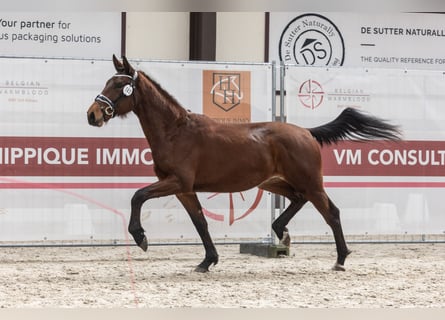 Belgisches Warmblut, Wallach, 2 Jahre, 157 cm, Brauner