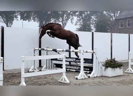 Belgisches Warmblut, Wallach, 3 Jahre, 152 cm, Dunkelfuchs