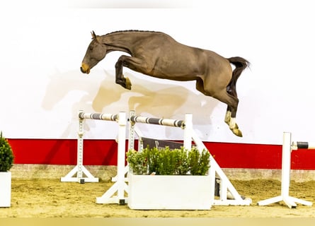 Belgisches Warmblut, Wallach, 3 Jahre, 160 cm, Brauner