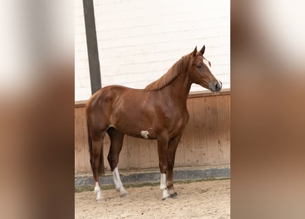 Belgisches Warmblut, Wallach, 3 Jahre, 160 cm, Fuchs