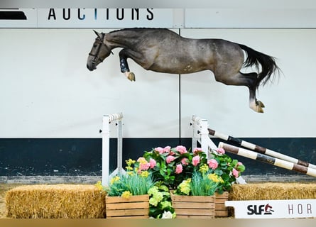 Belgisches Warmblut, Wallach, 3 Jahre, 162 cm, Schimmel