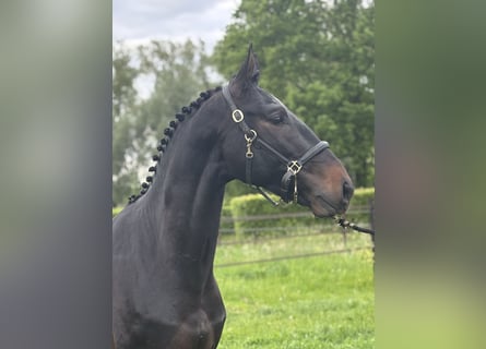 Belgisches Warmblut, Wallach, 3 Jahre, 164 cm, Dunkelbrauner