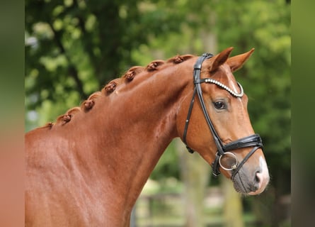 Belgisches Warmblut, Wallach, 3 Jahre, 167 cm